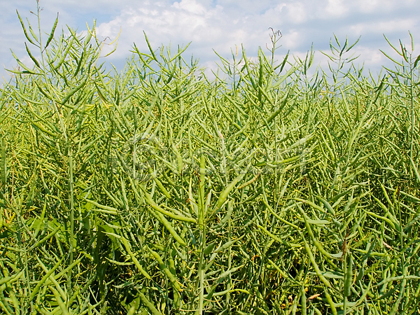 사람없음 JPG 포토 해외이미지 밭 백그라운드 식물 씨앗 연료 초록색 파란색 풍경(경치) 하늘 해외202004