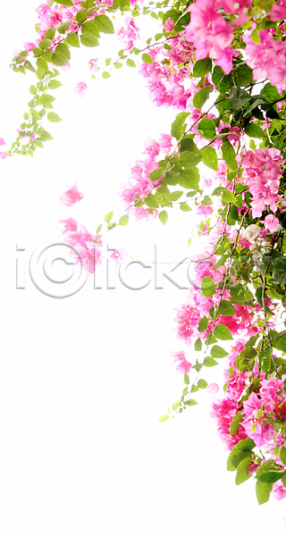 사람없음 JPG 포토 해외이미지 꽃 백그라운드 분홍색 잎 정원 해외202004