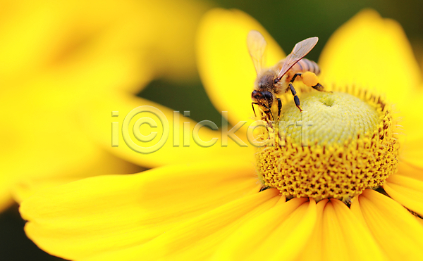 사람없음 JPG 포토 해외이미지 곤충 꽃 꽃가루 꿀 꿀벌 노란색 벌(곤충) 벌레 서쪽 해외202004