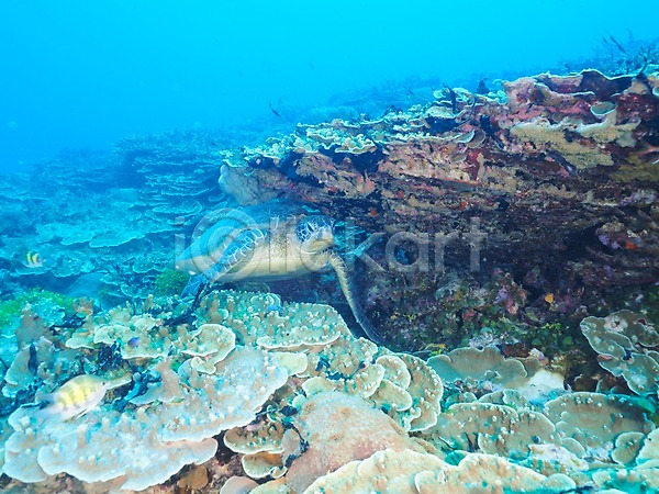 사람없음 JPG 포토 거북이 바다 바닷속 산호 열대어 자연