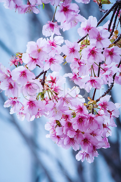 사람없음 JPG 아웃포커스 포토 나뭇가지 벚꽃 봄 봄꽃 분홍색 야외 여러송이 자연 주간
