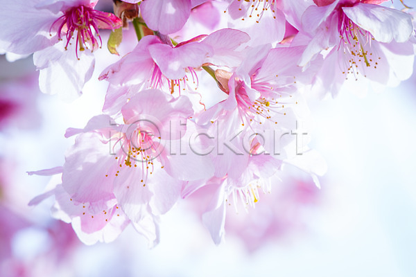 사람없음 JPG 근접촬영 아웃포커스 포토 꽃술(꽃) 벚꽃 봄 봄꽃 분홍색 야외 여러송이 자연 주간