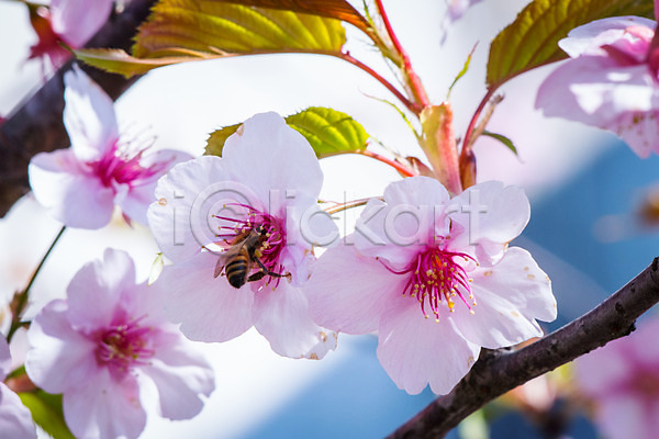 사람없음 JPG 근접촬영 아웃포커스 포토 꿀벌 나뭇가지 나뭇잎 벚꽃 봄 봄꽃 야외 자연 주간 한마리