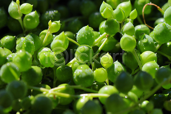 사람없음 JPG 근접촬영 아웃포커스 포토 다육식물 물방울 야외 자연 주간 초록색 콩란