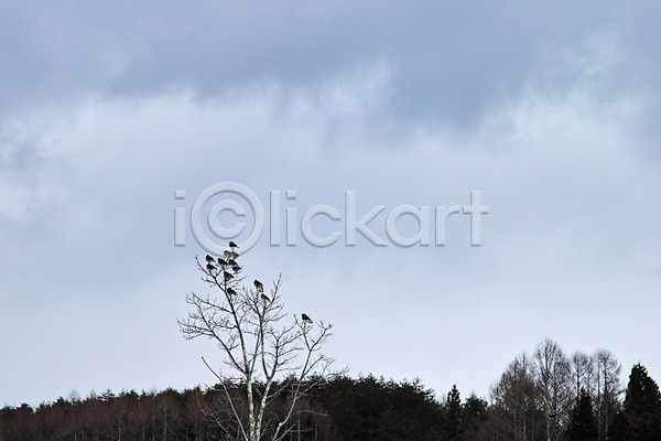 사람없음 JPG 포토 구름(자연) 야외 자연 조류 주간 풍경(경치) 하늘