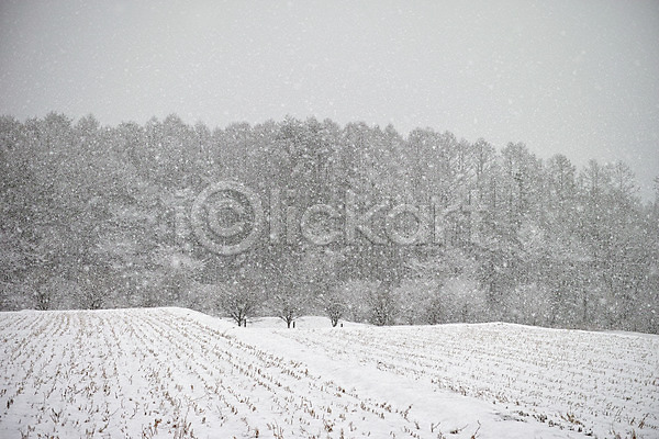 사람없음 JPG 포토 겨울풍경 논 눈(날씨) 설경 야외 자연 주간 풍경(경치)