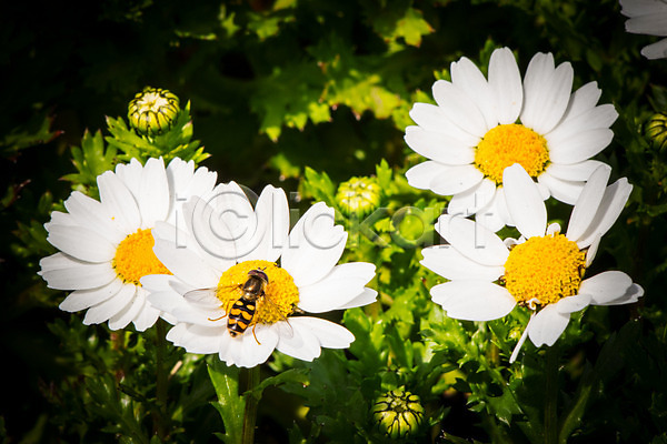 사람없음 JPG 포토 꽃 꿀벌 야외 여러송이 자연 주간 한마리