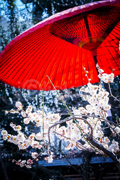 사람없음 JPG 아웃포커스 포토 나뭇가지 벚꽃 봄 봄꽃 야외 일본 주간