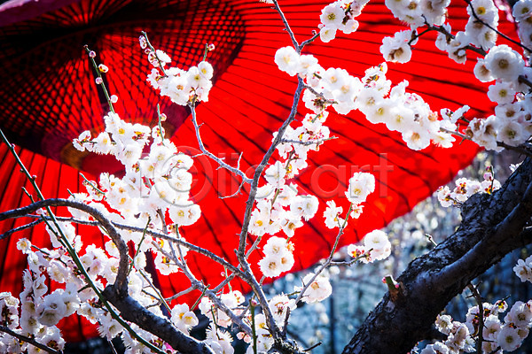 사람없음 JPG 포토 나뭇가지 벚꽃 봄 봄꽃 야외 우산 일본 주간