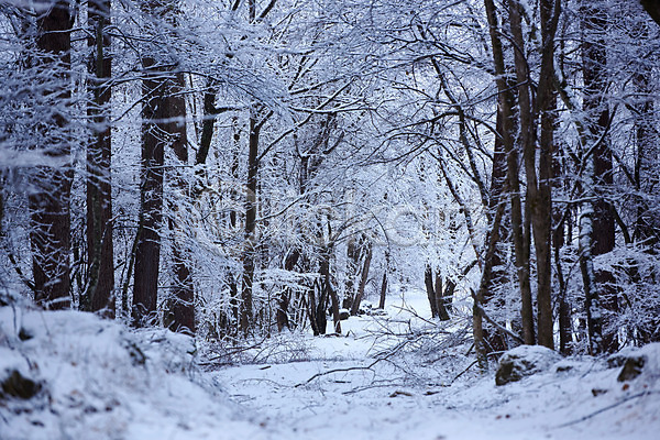 사람없음 JPG 포토 겨울 겨울풍경 나무 눈(날씨) 설경 숲 숲길 야외 일본 자연 주간 풍경(경치)