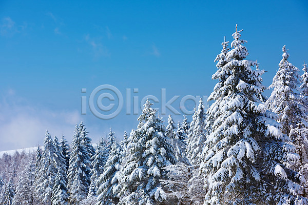 사람없음 JPG 포토 겨울 겨울풍경 구름(자연) 나무 눈(날씨) 설경 숲 야외 일본 자연 주간 풍경(경치) 하늘