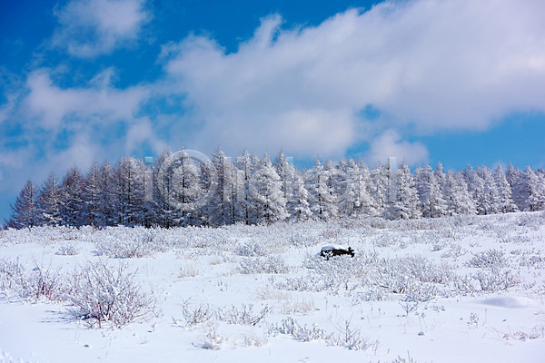 사람없음 JPG 포토 겨울 겨울풍경 구름(자연) 나무 눈(날씨) 설경 숲 야외 일본 자연 주간 풍경(경치) 하늘