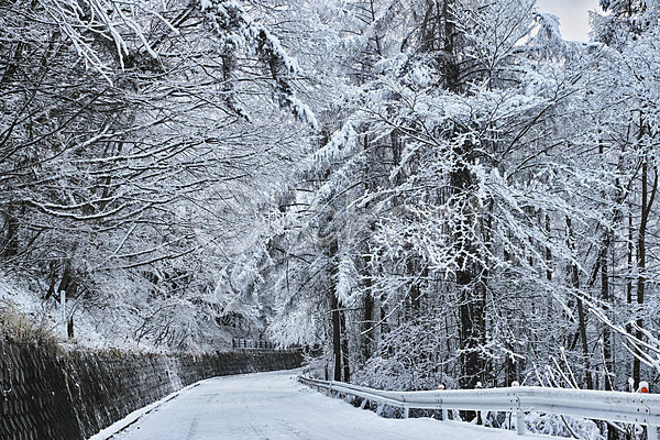 사람없음 JPG 포토 겨울 겨울풍경 나무 눈(날씨) 도로 설경 숲 안전펜스 야외 원근감 일본 자연 주간 커브길 풍경(경치)