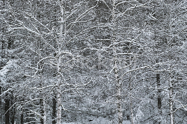 사람없음 JPG 포토 겨울 겨울풍경 나무 눈(날씨) 설경 숲 야외 일본 자연 주간 풍경(경치)