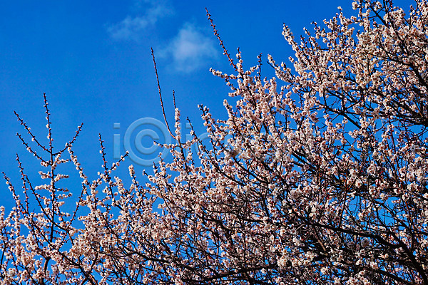 사람없음 JPG 포토 구름(자연) 나무 나뭇가지 벚꽃 봄 봄꽃 야외 주간 풍경(경치) 하늘