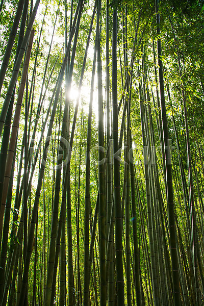 사람없음 JPG 포토 대나무 대나무숲 숲 야외 자연 주간 초록색 풍경(경치) 햇빛