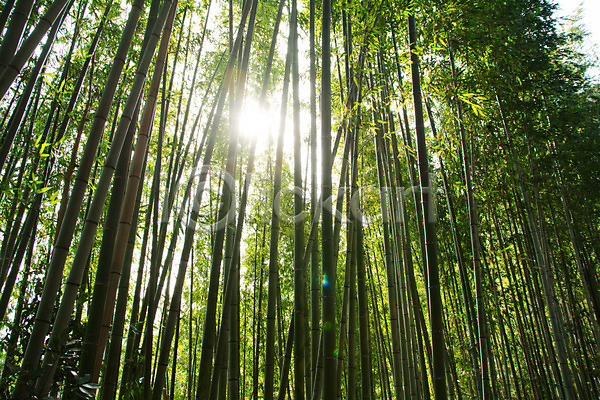 사람없음 JPG 포토 대나무 대나무숲 숲 야외 자연 주간 초록색 풍경(경치) 햇빛