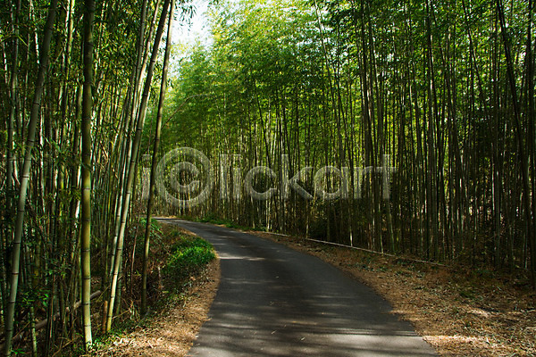 사람없음 JPG 포토 대나무 대나무숲 숲 숲길 야외 원근감 자연 주간 초록색 풍경(경치)