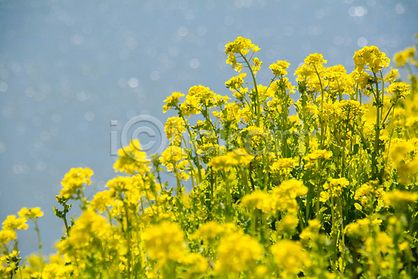 사람없음 JPG 아웃포커스 포토 꽃밭 노란색 봄 봄꽃 야외 여러송이 유채 주간 풍경(경치)
