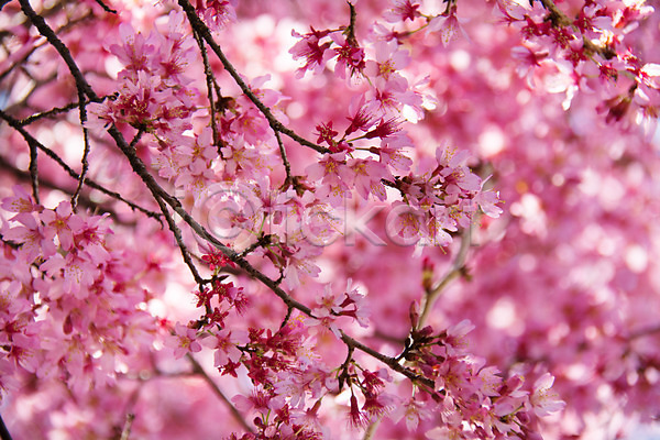 사람없음 JPG 아웃포커스 포토 나뭇가지 벚꽃 벚나무 봄 봄꽃 분홍색 야외 여러송이 주간
