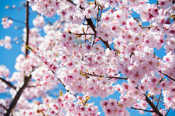 사람없음 JPG 근접촬영 아웃포커스 포토 나뭇가지 벚꽃 벚나무 봄 봄꽃 야외 여러송이 주간