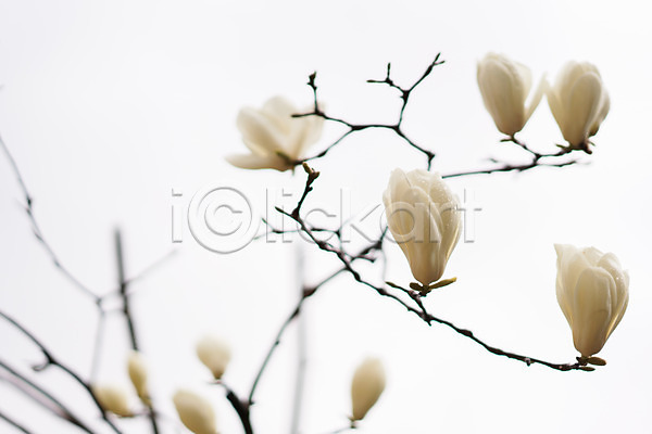 사람없음 JPG 아웃포커스 포토 꽃 꽃봉오리 나뭇가지 목련 봄 봄꽃 야외 자연 주간 풍경(경치)