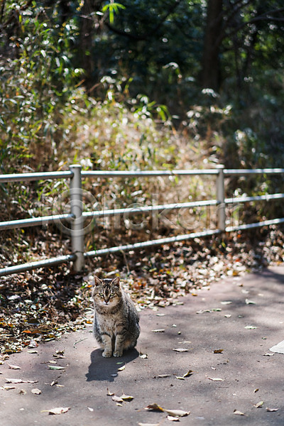 사람없음 JPG 아웃포커스 포토 고양이 길고양이 나무 낙엽 동물 동물라이프 반려 반려동물 야외 울타리 주간 한마리
