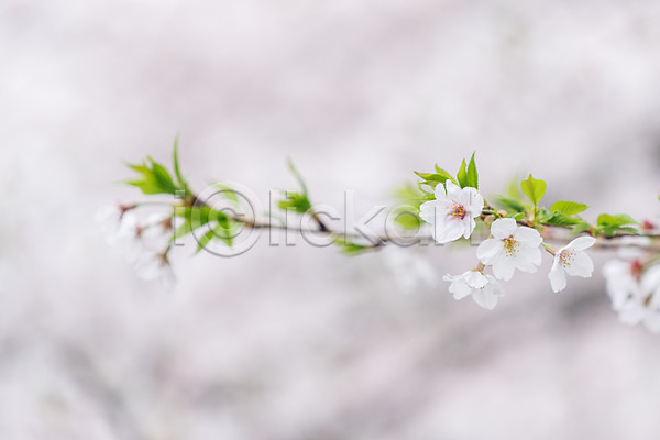 사람없음 JPG 아웃포커스 포토 꽃 나뭇가지 나뭇잎 벚꽃 봄 야외 주간 풍경(경치)