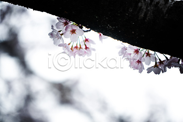 사람없음 JPG 아웃포커스 포토 꽃 나뭇가지 벚꽃 봄 야외 주간 풍경(경치)