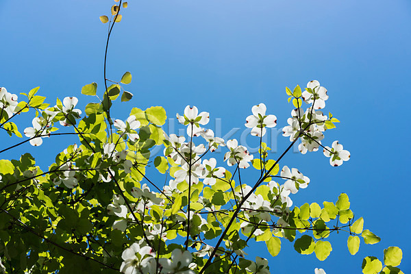 사람없음 JPG 로우앵글 포토 꽃 나뭇가지 나뭇잎 야외 자연 주간 풍경(경치) 하늘
