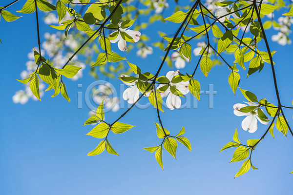 사람없음 JPG 로우앵글 포토 꽃 나뭇가지 나뭇잎 야외 자연 주간 풍경(경치)