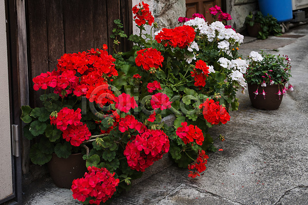 사람없음 JPG 포토 골목길 꽃 빨간색 야외 제라늄 주간 화분