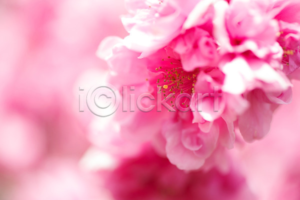 사람없음 JPG 근접촬영 아웃포커스 포토 꽃 꽃술(꽃) 분홍색 야외 주간