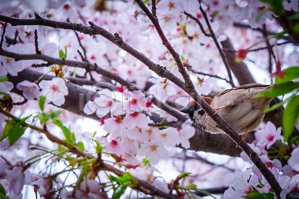 사람없음 JPG 아웃포커스 포토 꽃 나뭇가지 벚꽃 벚나무 봄 야외 자연 주간 참새 풍경(경치) 한마리