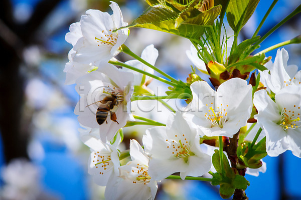 사람없음 JPG 근접촬영 아웃포커스 포토 꽃 꿀벌 나뭇잎 야외 자연 주간 한마리