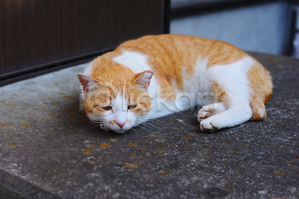 사람없음 JPG 포토 고양이 눕기 동물 동물라이프 반려 반려동물 야외 주간 한마리