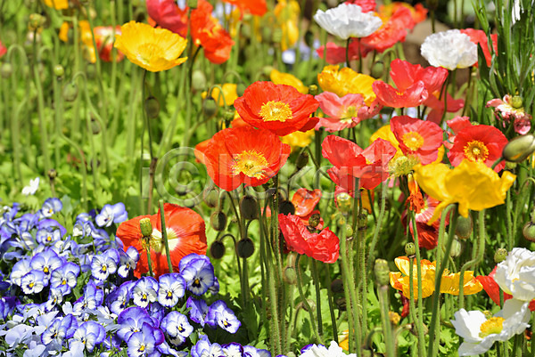 사람없음 JPG 아웃포커스 포토 꽃 꽃밭 야외 양귀비 여러송이 자연 주간 컬러풀 풍경(경치)
