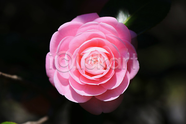 사람없음 JPG 근접촬영 아웃포커스 포토 꽃 동백 분홍색 야외 자연 주간 한송이