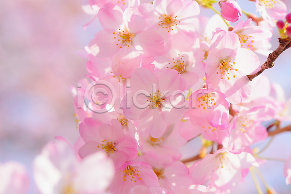 사람없음 JPG 근접촬영 아웃포커스 포토 꽃 나뭇가지 벚꽃 봄 분홍색 야외 여러송이 자연 주간