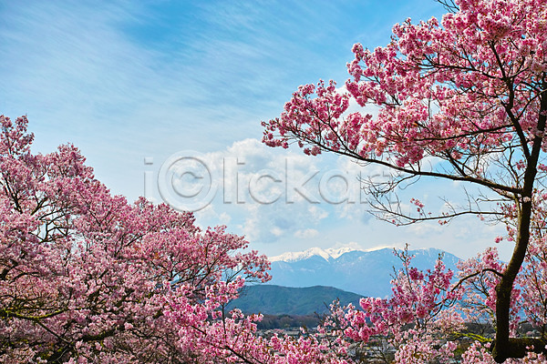 사람없음 JPG 포토 구름(자연) 나무 벚꽃 벚나무 산 야외 일본 자연 주간 풍경(경치) 하늘 해외풍경