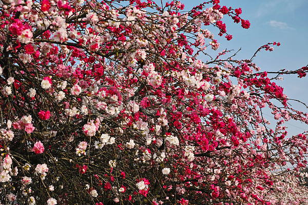 사람없음 JPG 포토 꽃 나뭇가지 봄 야외 주간 풍경(경치) 하늘