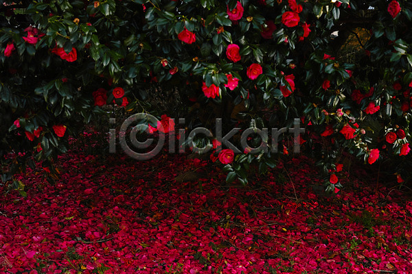 사람없음 JPG 포토 꽃 꽃잎 동백 빨간색 야외 주간