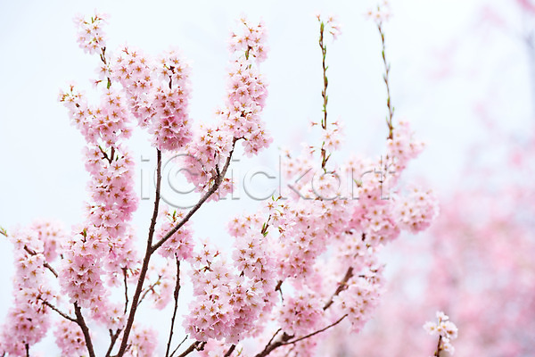 사람없음 JPG 아웃포커스 포토 꽃 나뭇가지 벚꽃 봄 분홍색 야외 자연 주간 풍경(경치)