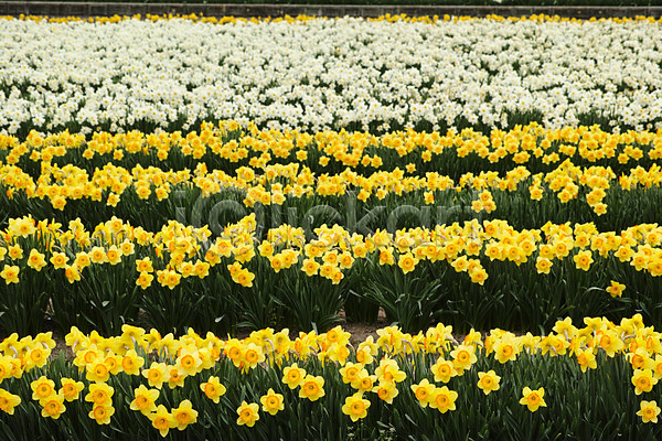 사람없음 JPG 포토 꽃 꽃밭 노란색 봄 수선화 야외 여러송이 자연 주간 풍경(경치) 흰색