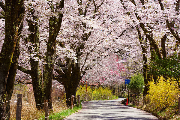 사람없음 JPG 포토 개나리 나무 벚꽃 벚나무 봄 산책로 야외 울타리 자연 주간 풍경(경치)