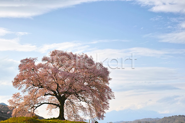 사람없음 JPG 포토 구름(자연) 나무 벚꽃 벚나무 봄 산 야외 일본 자연 주간 풍경(경치) 하늘 해외풍경