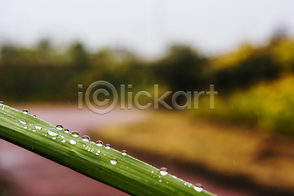 사람없음 JPG 근접촬영 아웃포커스 포토 나뭇잎 비(날씨) 빗방울 야외 여름(계절) 장마 주간