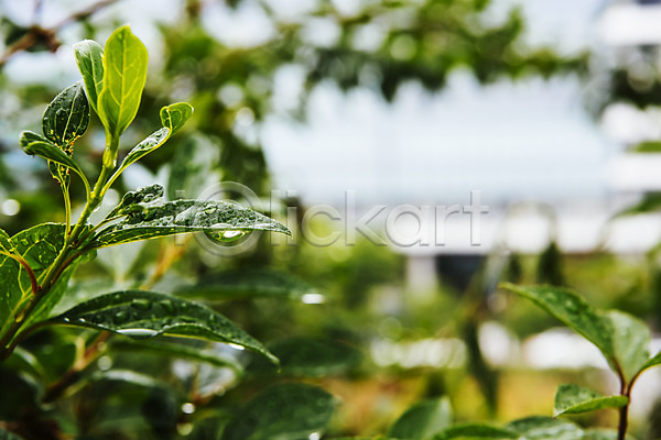사람없음 JPG 아웃포커스 포토 나뭇잎 비(날씨) 빗방울 야외 여름(계절) 장마 주간