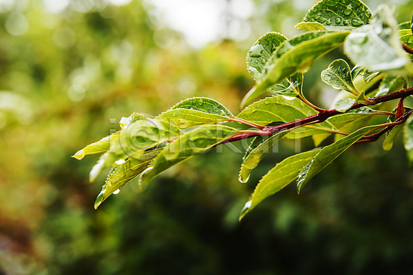 사람없음 JPG 아웃포커스 포토 나무 나뭇잎 비(날씨) 빗방울 야외 여름(계절) 장마 주간