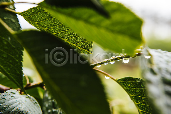 사람없음 JPG 아웃포커스 포토 나뭇잎 비(날씨) 빗방울 야외 여름(계절) 장마 주간